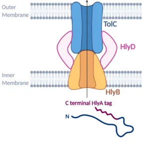 Figure 2: The HLY Secretion System. In inner membrane protein HlyB is connected to the outer membrane protein TolC by HlyD