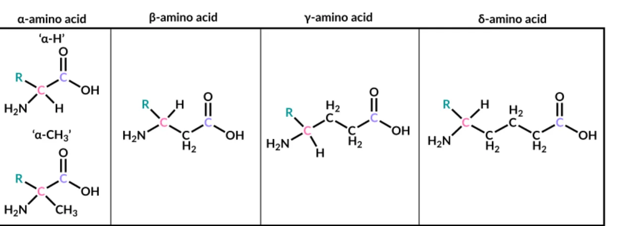 Figure 1.1: Structural forms of amino acids. Carboxyl groups are in purple, amine-bound carbons are in  pink, and R groups are in teal
