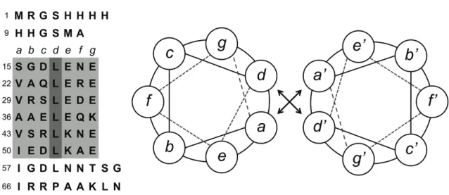 Figure 2.1. A1 peptide sequence and helical wheel representation of A1 homodimers. The  amino  acids  that  comprise  the  putative  heptad  repeats  are  highlighted  in  gray,  with  additional emphasis on the leucine residues at the d positions