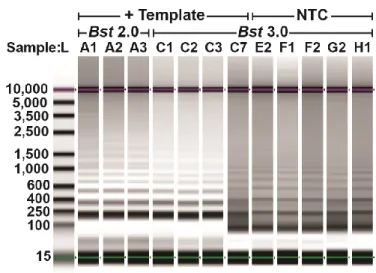 Figure  1.3:  Composite  image  of  select  Chlamydia  trachomatis  amplification  products from a bulk reaction