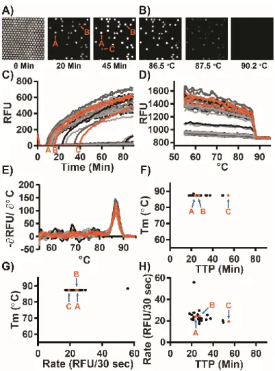 Figure 1.5: Specific amplification in digital single-molecule experiments using  Bst 2.0