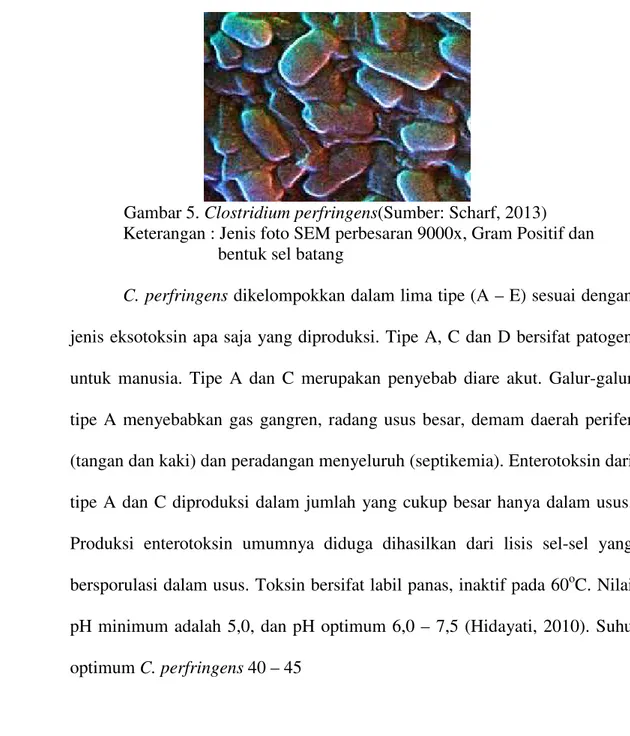 Gambar 5. Clostridium perfringens(Sumber: Scharf, 2013) Keterangan : Jenis foto SEM perbesaran 9000x, Gram Positif dan