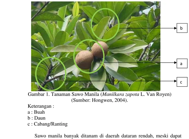 Gambar 1. Tanaman Sawo Manila (Manilkara zapota L. Van Royen) (Sumber: Hongwen, 2004).