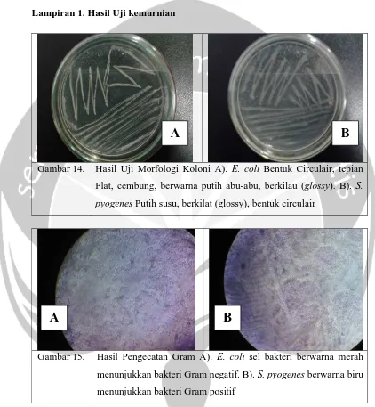  Gambar 15. Hasil Pengecatan Gram A). E. coli sel bakteri berwarna merah 