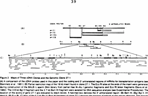 Figure  2  WaDs  of Th<M  cON  A  ~  and  the  Genomic  Clone  27.1 