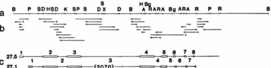 Fig.  I.  The  organization  and  sequencing  strategy for  gene  27.5.  (a)  A  restriction  map of clone  27.5