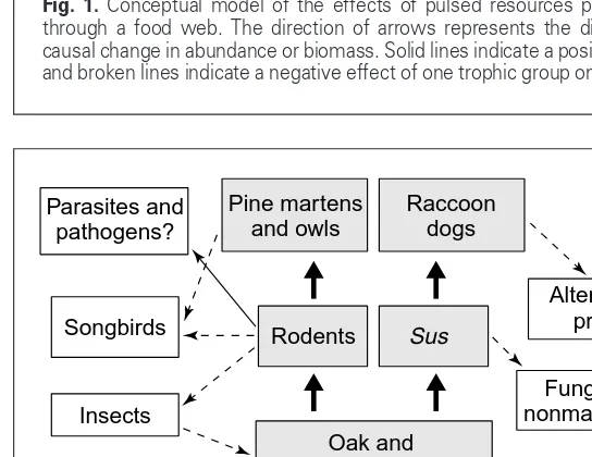 Fig. 1. Conceptual model of the effects of pulsed resources permeatingthrough a food web