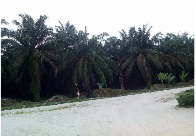 Gambar 5 tanaman kelapa sawit 