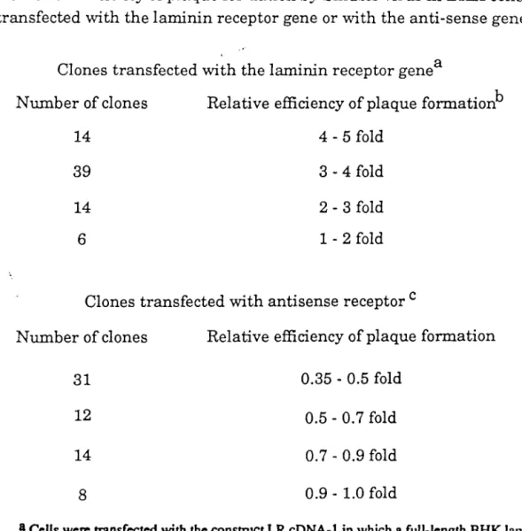 Table 2.  Efficiency of plaque formation by Sindbis virus in BHK cells  transfected with the laminin receptor gene or with the anti-sense gene 