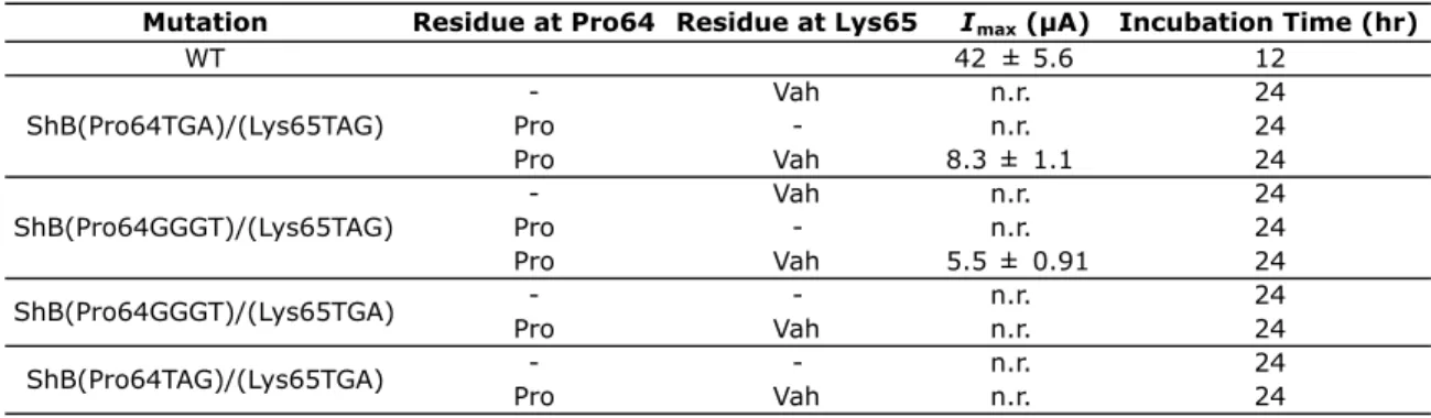 Table 6.1.  Current (I max ) obtained for control studies of Pro64 and Lys65 in ShB using different  codon combinations