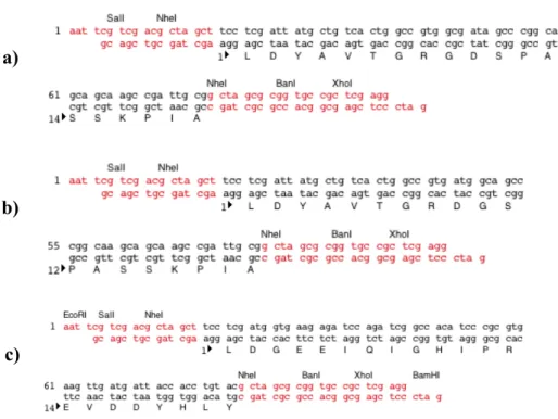 Figure V-3.   DNA oligonucleotide sequences encoding a) the RGD cell-binding domain and  b)  the  scrambled  RDG  and  c)  scrambled  REVD  negative  control  domains  were designed and ordered commercially.