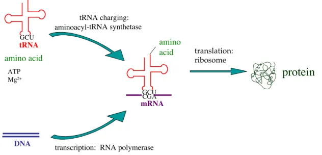 Figure  I-2.   During  protein  biosynthesis  the  genetic  information  encoded  in  DNA  is transcribed  into  mRNA