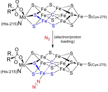 Figure  1.7.  Proposed  geometric  change  upon  substrate  binding  in  FeMoco.    Possible  protonation of sulfides not shown