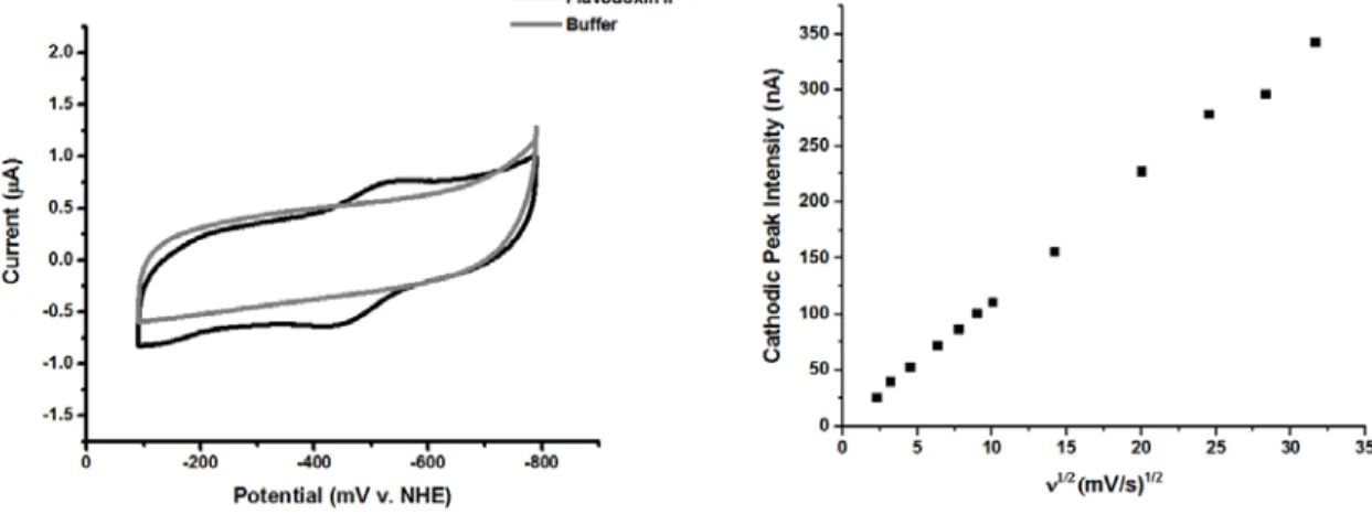 Figure 5.1.  Flavodoxin II on Basal Plane Graphite Electrodes Modified with  DDAB. (Left) The electrodes were placed in 50 mM potassium phosphate, pH 7.5, 150  mM NaCl