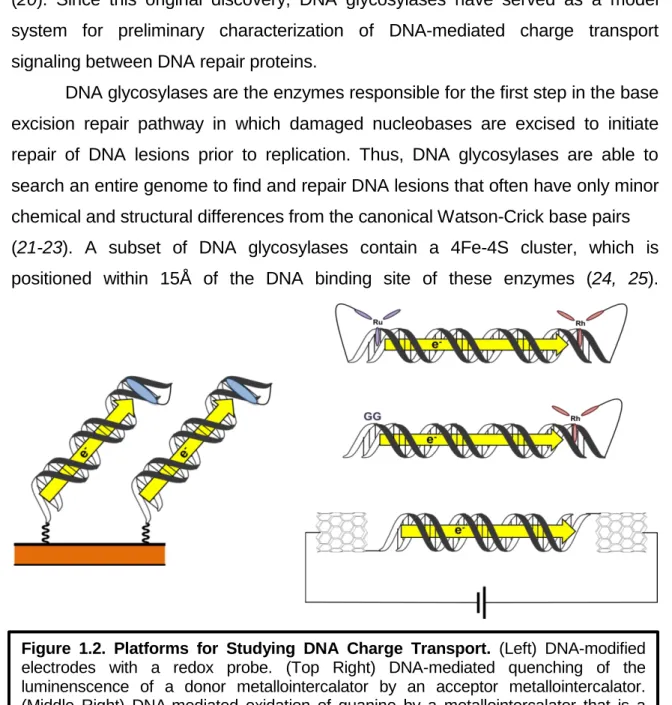 Figure 1.2. Platforms for Studying DNA Charge Transport.  (Left) DNA-modified  electrodes with a redox probe