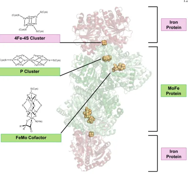 Figure 1.4. Structure of the Nitrogenase Complex. The structure of the Azotobacter  vinelandii nitrogenase complex with AMP-PCP bound to the Fe-protein (PDB Entry =  4WZB)