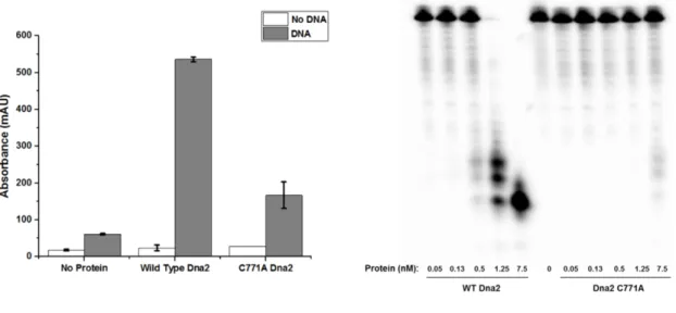 Figure 2.4. Dna2 Activity Assays. Dna2 purified from E. coli is active as a nuclease  and as a DNA-dependent ATPase