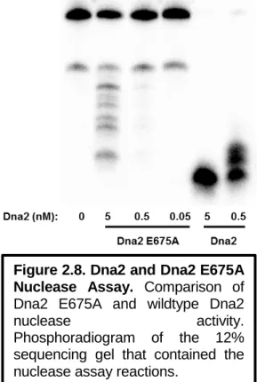 Figure 2.8. Dna2 and Dna2 E675A  Nuclease Assay. Comparison of  Dna2 E675A and wildtype Dna2  nuclease activity
