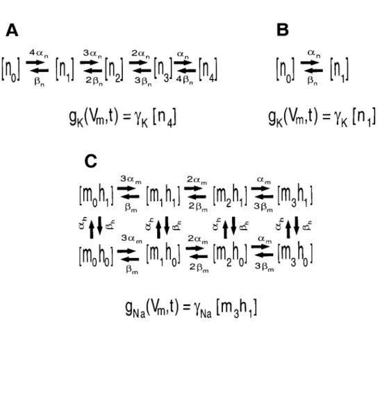 Figure 6.1:  Finite State Markov Kinetic Schemes for Voltage-Gated Ion Channels. 