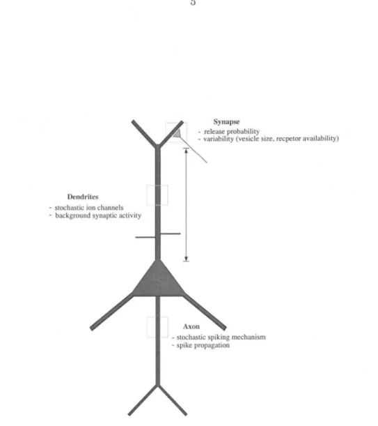 Figure  1.1:  Biophysical  Noise  Sources  in  a  Single  Neuron. 