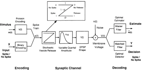 Figure 2.1:  Schematic  Block  Diagram of a  Synapse  under  Signal  Estimation and  Signal  Detection  Paradigms