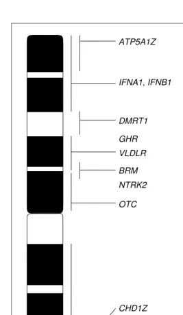 Fig. 1. Genes mapped to the chicken Z chromosome (GGAZ) and their NTRK2CHRNB3and mab-3 related in testis 1; synthase polypeptide 1; ated, actin-dependent regulator of chromatin, subfamily A, member 2;low density lipoprotein receptor; bamylase; aconitase 1;