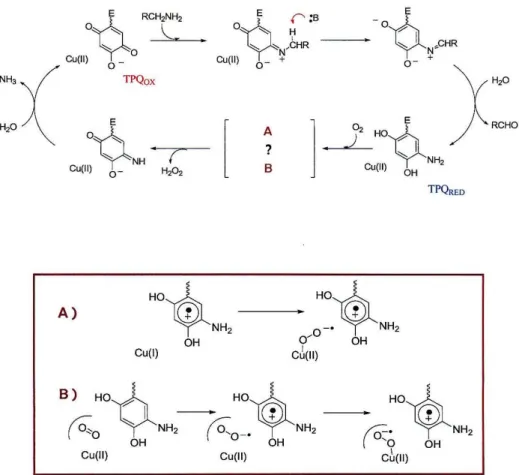 Figure 1.3:  Top: Catalytic cycle of amine oxidase 