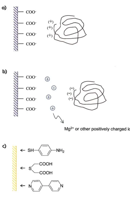 Figure 2.1:  Electrostatic interactions between PGE electrodes and a)  positively charged protein surfaces and b) negatively charged protein  surfaces