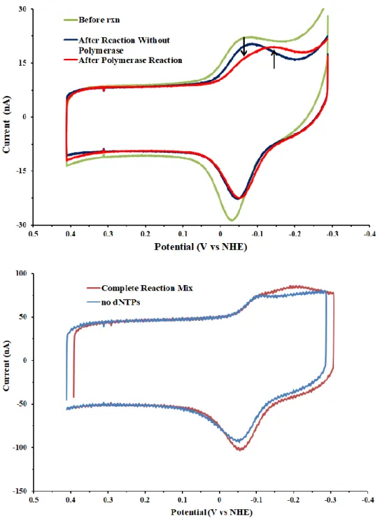 Figure 7.6 Polymerase reaction at an electrode. (top) Before reaction, CVs all match those  observed previously for DNA with a single-stranded overhang (green), while a second reductive  peak develops after incubation with 20 nM Pol δ (red), consistent wit