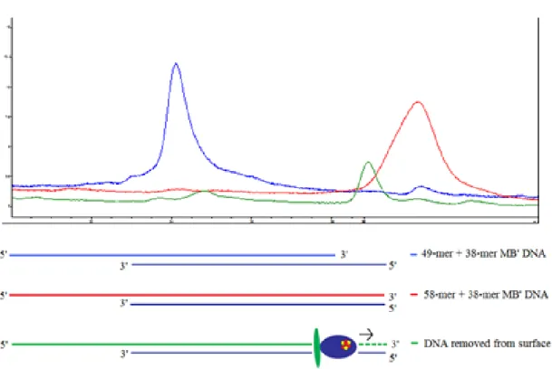 Figure 7.7 HPLC traces from DNA removed from an electrode by heating. DNA with an intact  overhang, representing unreplicated DNA (blue trace), and fully-duplexed DNA (red trace) were  run as controls