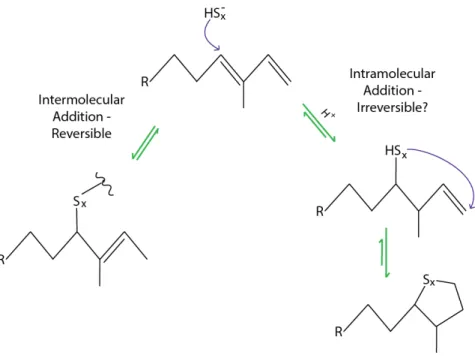 Figure  4:    Examples  of  intermolecular  and  intramolecular  sulfurization  pathways  following initial (poly)sulfide attack on a diene