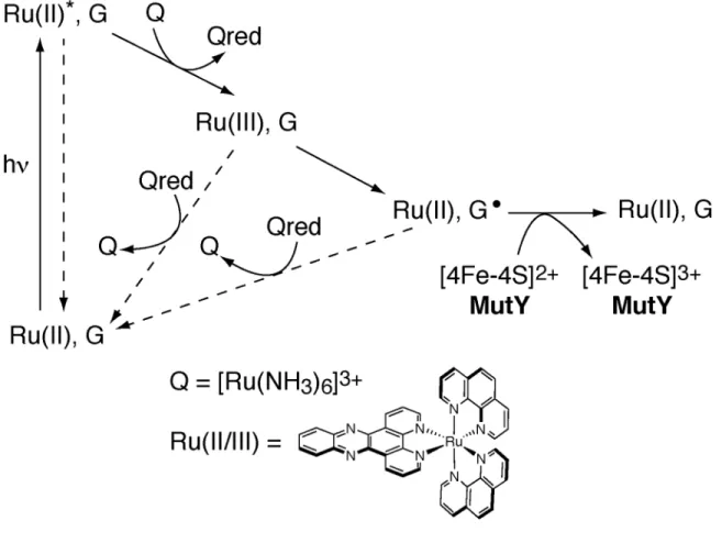 Figure 5.1.  Schematic illustration of the flash-quench technique utilized to  generate Ru(III) in situ and subsequently to oxidize DNA-bound MutY