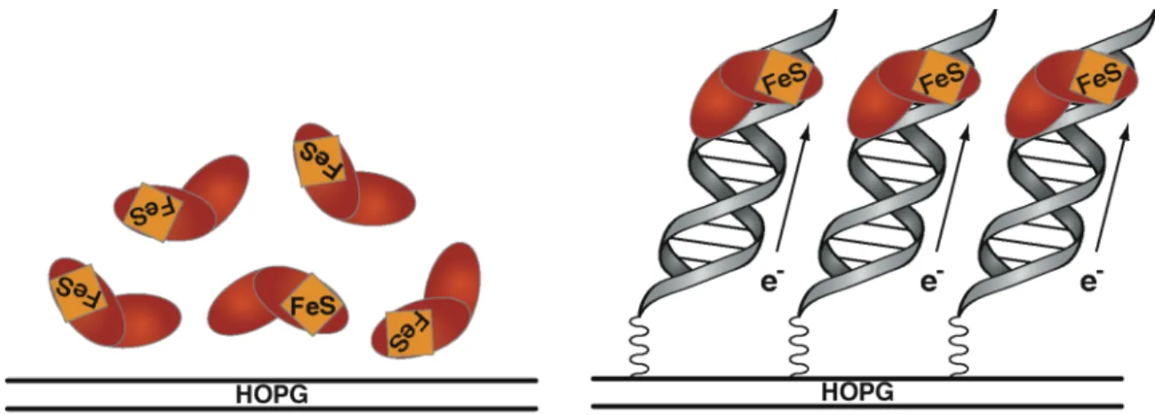 Figure 6.1.  Schematic representation of electrochemistry for Endonuclease III on  HOPG with and without modification with DNA