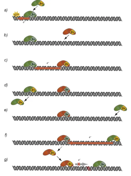 Figure 8.1.  A model for DNA-mediated CT in DNA repair where DNA repair proteins, for  example EndoIII (green) and MutY (orange), containing [4Fe4S] 2+  clusters bind DNA,  activating them towards oxidation to the [4Fe4S] 3+  state