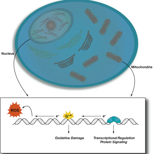 Figure 1.1.    DNA charge transport (CT) in a biological environment.  DNA CT could  play a role in many cellular processes ranging from funneling oxidative DNA damage to  regulatory or noncoding regions in the mitochondrion and nucleus to mediating protei