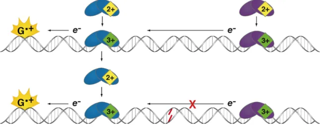 Figure 1.6. A model for DNA CT in DNA repair.  DNA-mediated redox activity in a class  of DNA repair proteins that contain a [4Fe4S] cluster could allow these enzymes to use  DNA CT as a damage detection strategy