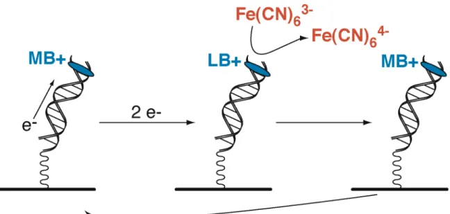 Figure 2.1.   Scheme for electrocatalysis at a DNA-modified electrode.  MB +  denotes  methylene blue as the redox-active intercalative probe