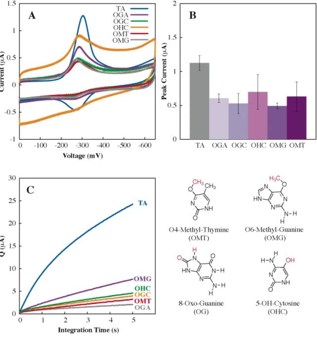 Figure 2.2.   Electrochemical detection of group 1 lesions.  A.  Cyclic voltammetry  without electrocatalysis