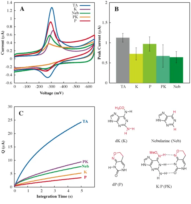 Figure 2.3.   Electrochemical detection of group 2 lesions.  A.  Cyclic voltammetry  without electrocatalysis