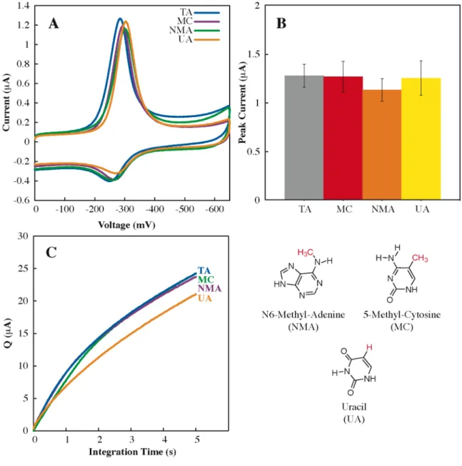 Figure 2.5.    Electrochemical detection of group 4 lesions.  A.  Cyclic voltammetry  without electrocatalysis