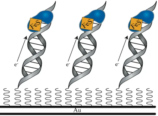Figure 3.1.  Schematic illustration of the electrochemical measurement of DNA- DNA-binding proteins containing [4Fe4S] clusters at a DNA-modified Au electrode surface