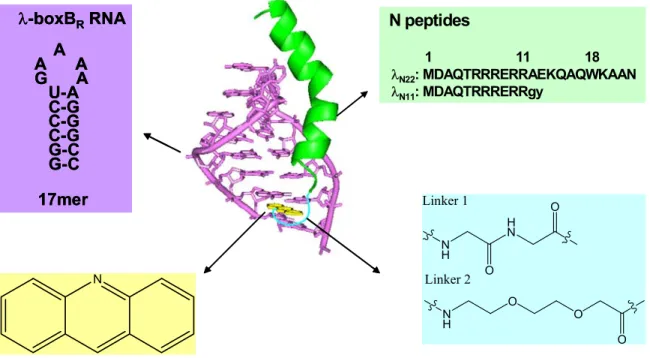 Figure 1.   Design of acridine-peptide conjugate binding to boxB RNA. A. Sequences  and secondary stem-loop structures of boxB RNA from λ  bacteriophages used in this  study