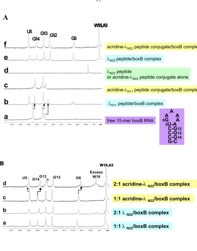 Figure 4. One dimensional NMR spectra for peptide, boxB RNA, and complexes. A. 