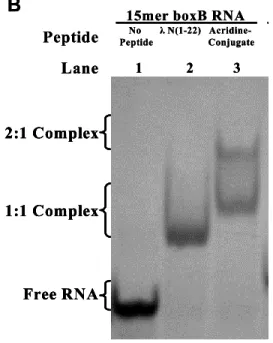 Figure 5. Gel shift analysis of peptide/boxB complexes for WT peptides and acridine- acridine-peptide conjugates