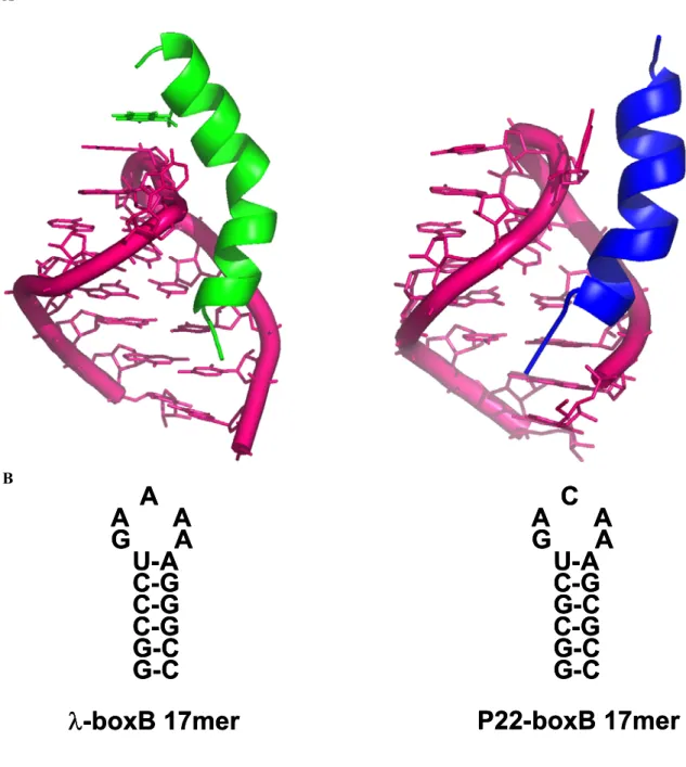 Figure 6. Comparison of  λ boxB and P22 boxB RNA. (A) Structural models of phage λ  and P22 N peptide-boxB hairpin complexes viewed from the major groove