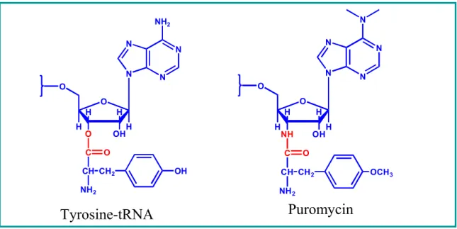 Figure 1. Structural comparison between Tyrosine-tRNA and puromycin. 