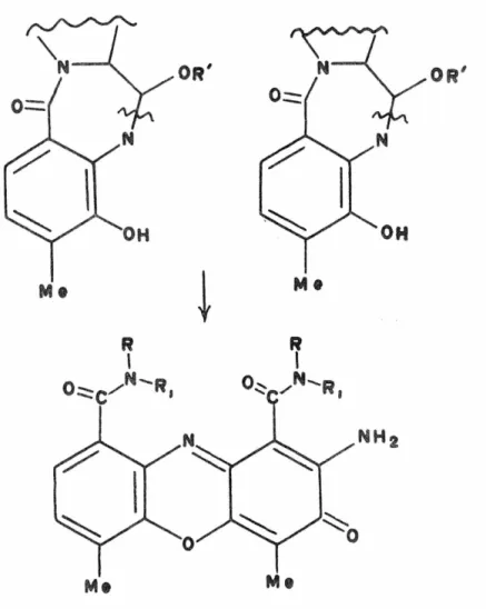 Fig.  2.  A  schematic  outline  of  an  anthramycin  dimerization  yielding  the  actinomycin  chr omoph ore