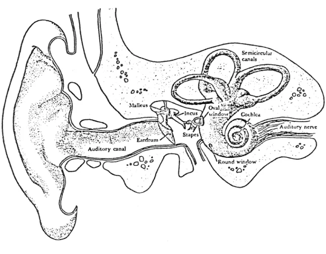 Figure  l.  Anatomy  of  the  peri phera 1  auditory  sys  tern. 