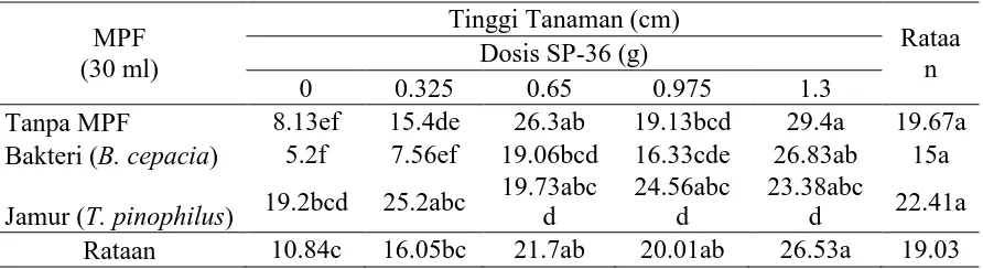 Tabel 5. Rataan Tinggi Tanaman pada aplikasi mikroba pelarut fosfat dan  beberapa dosis pupuk SP36 Tinggi Tanaman (cm) 