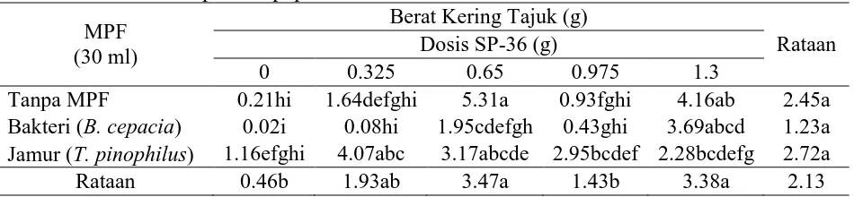 Tabel 6. Rataan Berat Kering Tajuk pada aplikasi mikroba pelarut fosfat dan  beberapadosis pupuk SP36 Berat Kering Tajuk (g) 